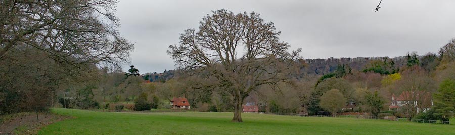 My Oak Tree