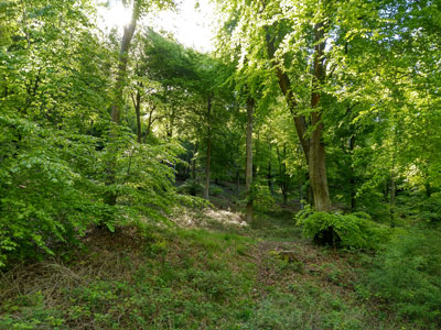 The beech trees in QECP are wonderful at all times of the year!