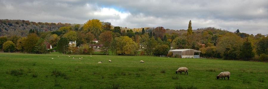 Sheep may safely graze