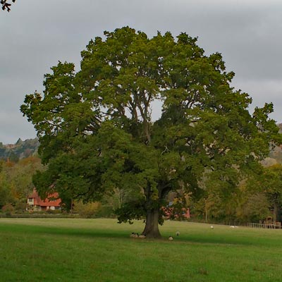 My oak tree