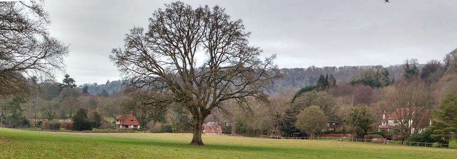 The lovely oak tree that I have photographed so often