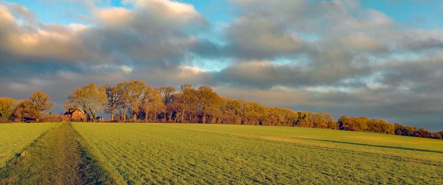 Just leaving Rowlands Castle - wonderful woods and sky!