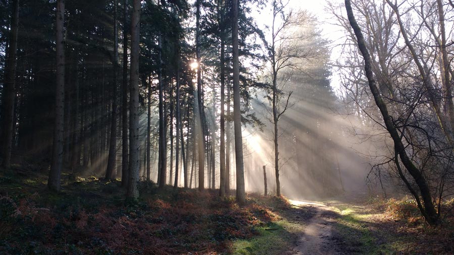 The footpath through Durford Woods