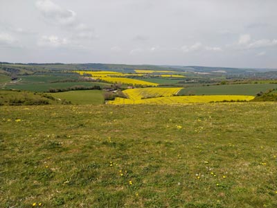 Oil Seed Rape fields from the top of Butser Hill