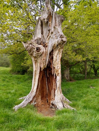 A very old oak tree - but its still going!