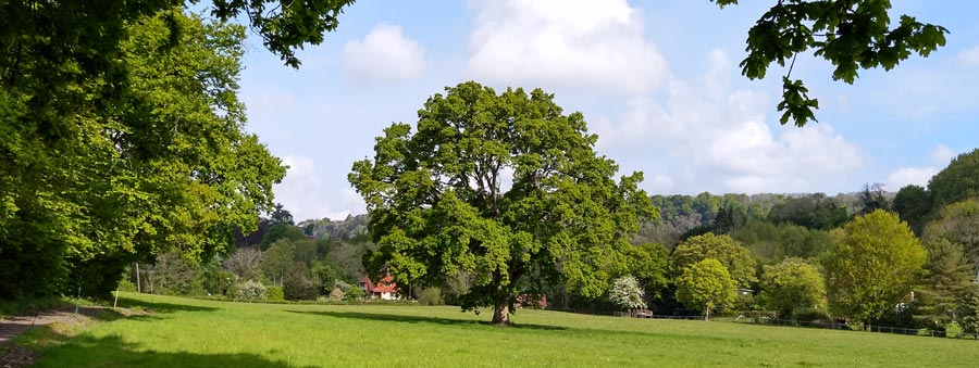 It's that Oak Tree again!
