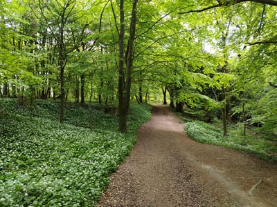 Coming down from Cobbett's View - wonderful smell from the wild garlic!