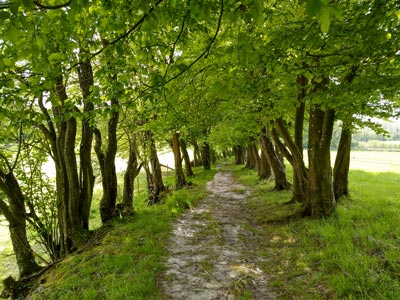 A lovely footpath between the trees