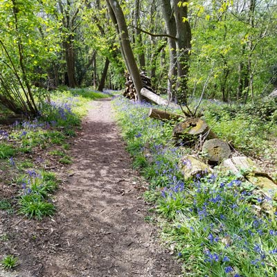Bluebells