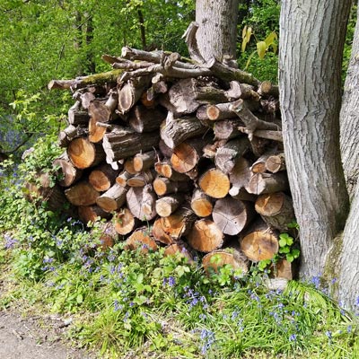 I find wood piles to be very photogenic