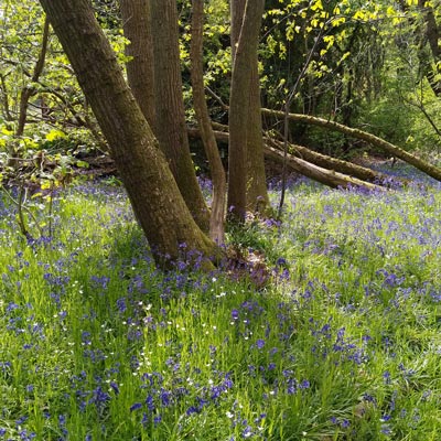 Another bluebell wood