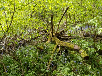 Woodland