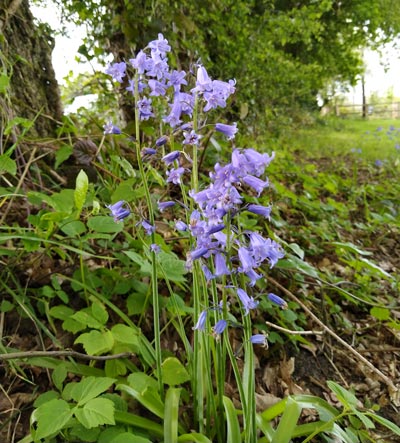 Bluebells