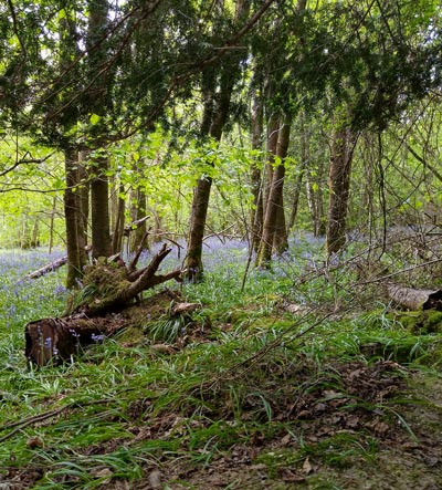 More woodland!