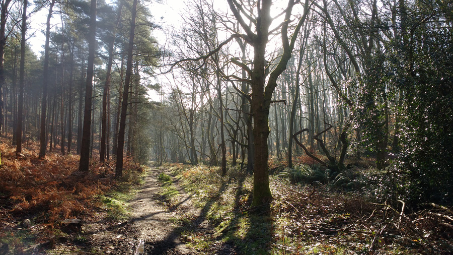 Durford woods