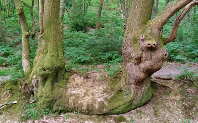 Liz thought that this tree - in Durford Woods - looked like a snail!