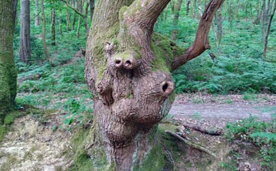 It is certainly a strange looking tree!