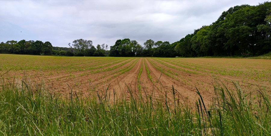 Several fields were planted with maize this year