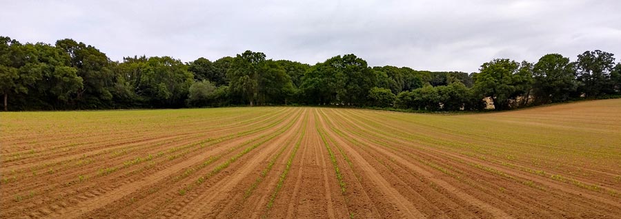 Several fields were planted with maize this year