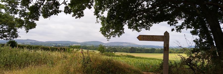 The maize in the next field was further ahead than those above