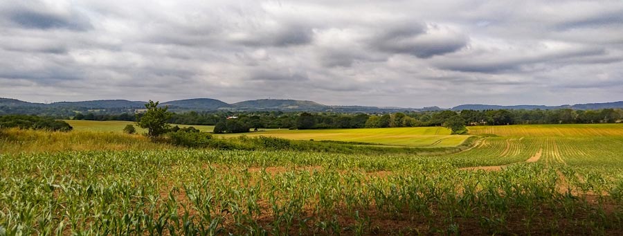 The maize in the next field was further ahead than those above