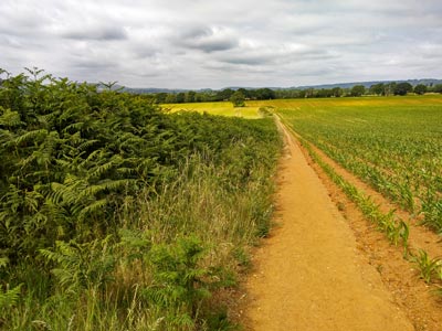 The soil is very sandy - and very dry