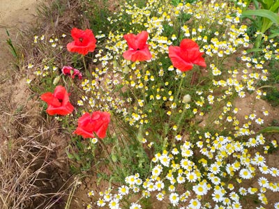 Nature's flower arrangements