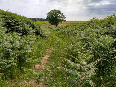 Looking back along the footpath