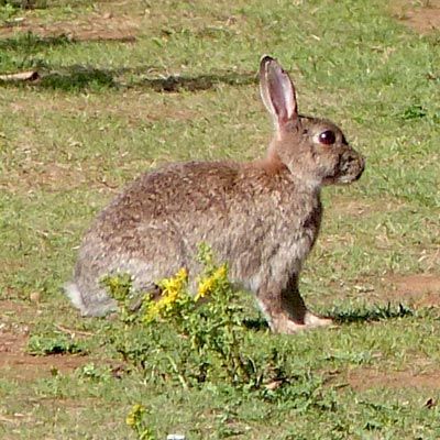 Having said, last week, that we don't often see rabbits - we do!