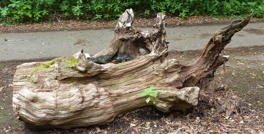 Liz often looks at things like this - she'd like to have them in our garden