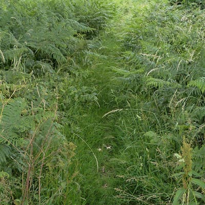 It's that footpath again - just about passable
