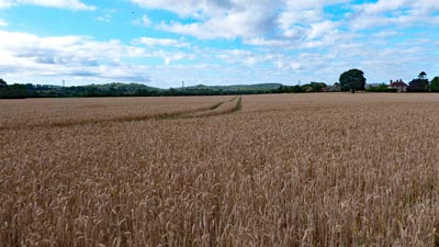 The wheat is also growing well