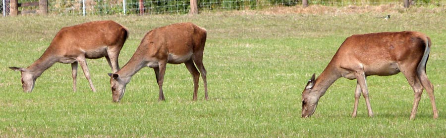 At the deer farm the deer were a long way off