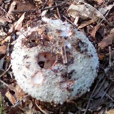 A rather worm-eaten fungi!