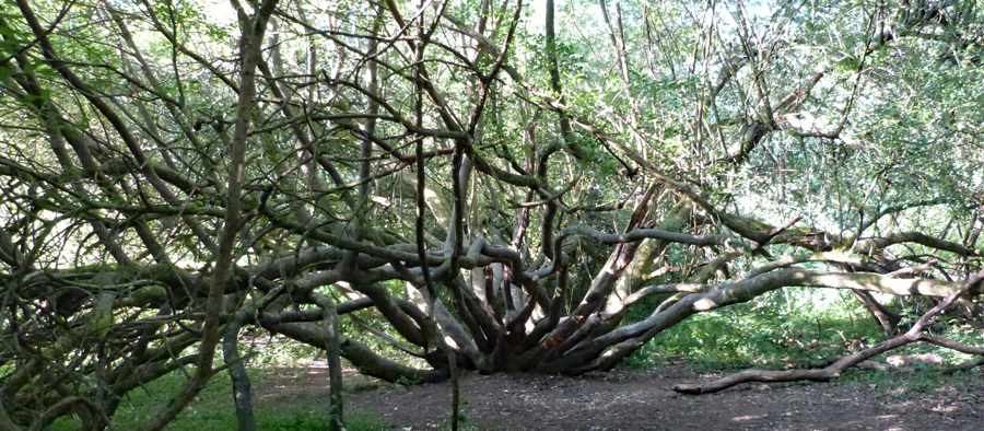 A spectacular tree on the start of the walk