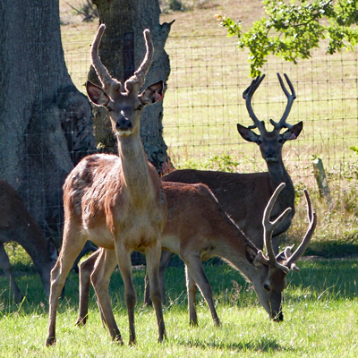 The deer were in a distant field