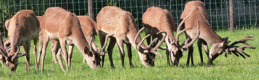 Deer