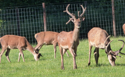 Deer