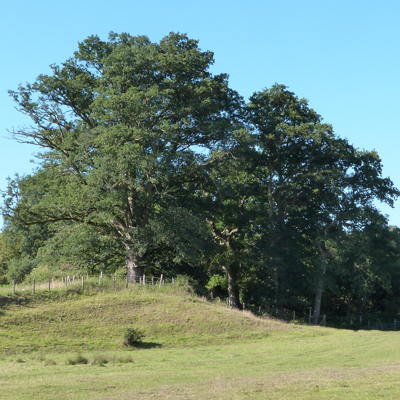 Lovely trees
