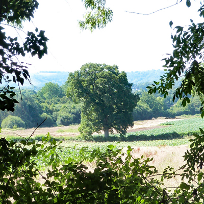 A view through trees
