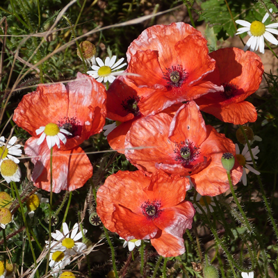 Poppies look lovely - but the farmer probably doesn't want them in his corn field!