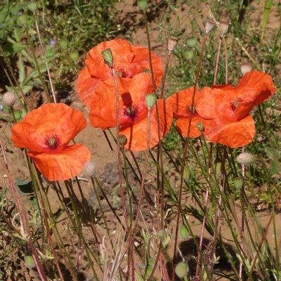 Poppies look lovely - but the farmer probably doesn't want them in his corn field!