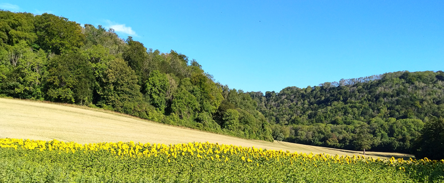 Sunflowers. Just after we took this photograph we met Coby in her car!