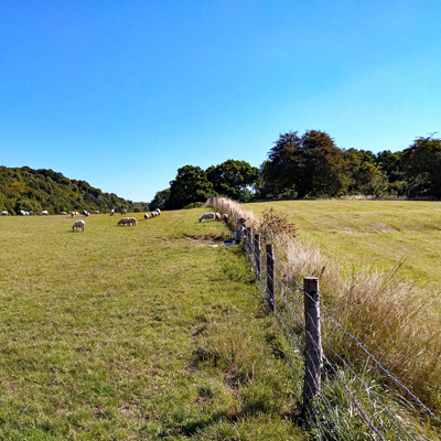 Sheep